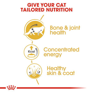 Royal Canin Maine Coon Adult Cat Wet Food Pouch Infographic 3