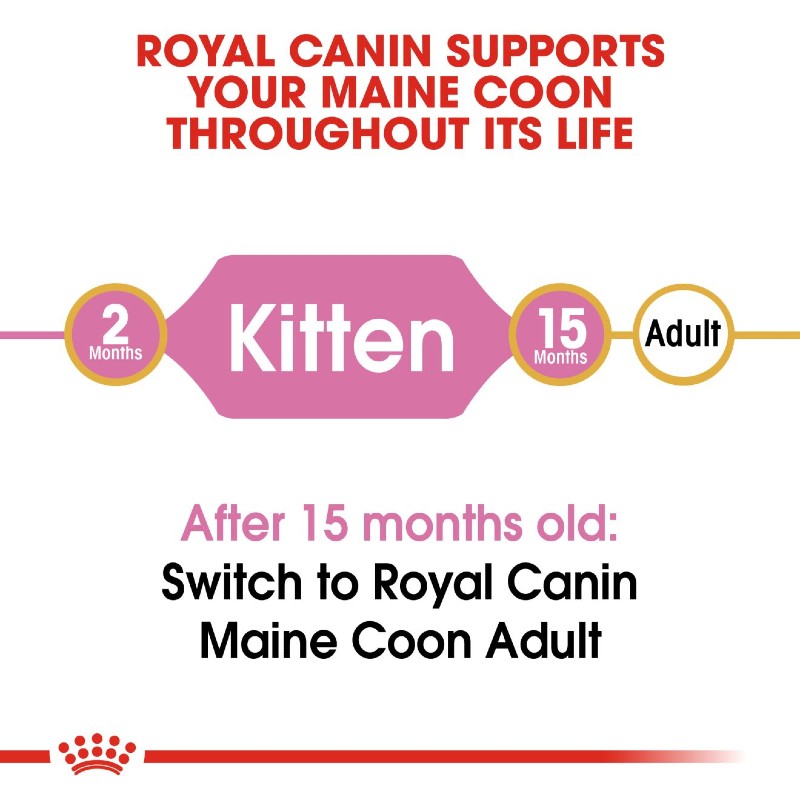 Royal Canin Maine Coon Kitten Infographic 1