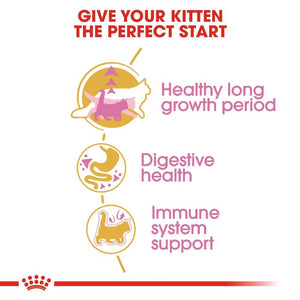 Royal Canin Maine Coon Kitten Infographic 3