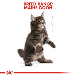 Royal Canin Maine Coon Kitten Infographic 4