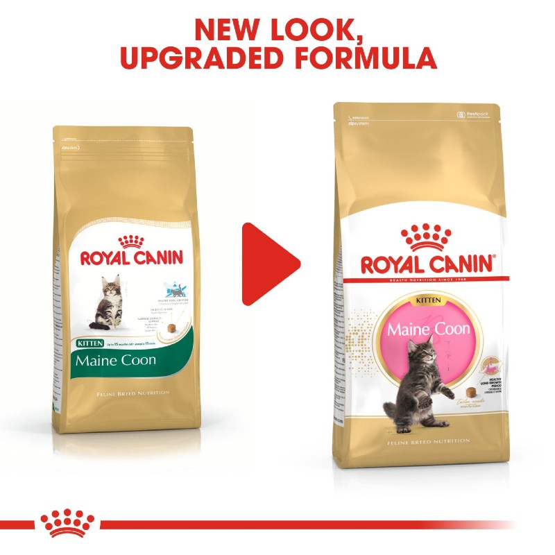 Royal Canin Maine Coon Kitten Infographic 7