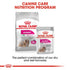 Royal Canin Dog Exigent - Mini Infographic 4