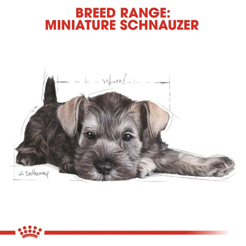 Miniature Schnauzer puppy illustration showcasing breed range and characteristics.