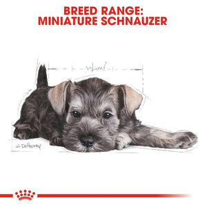 Royal Canin Schnauzer Puppy Infographic 4