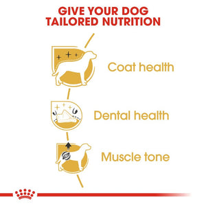 Royal Canin Poodle Adult Infographic 5