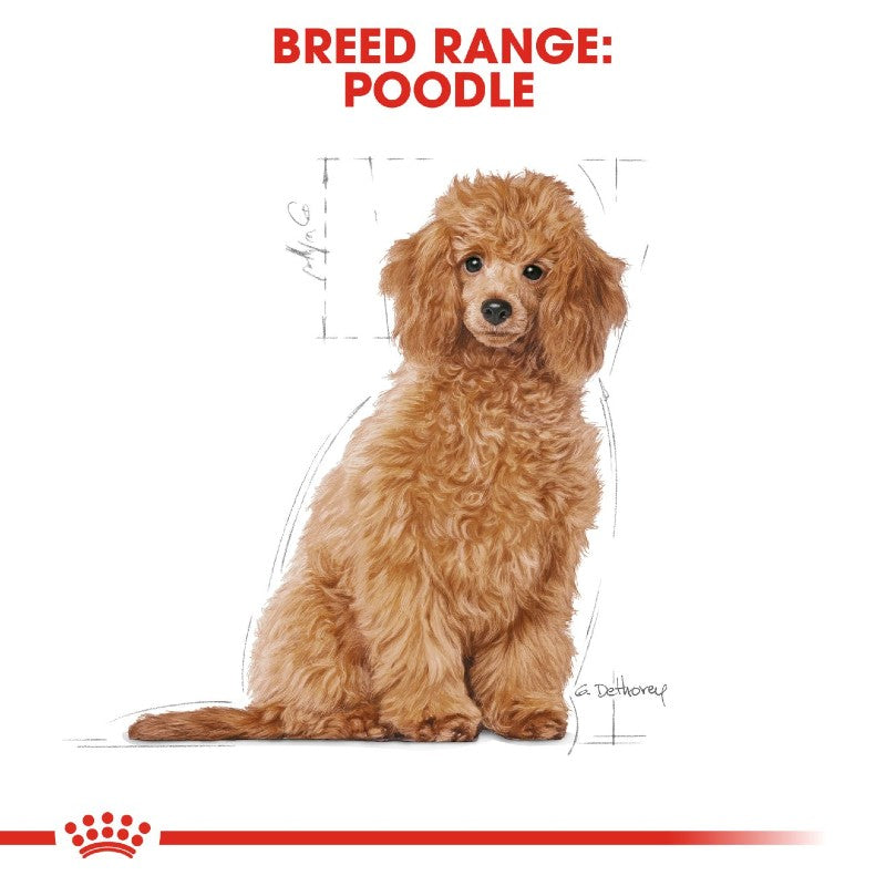 Royal Canin Poodle Puppy – product detail image (shop online South Africa)