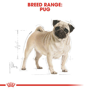 Royal Canin Pug Adult Infographic 4