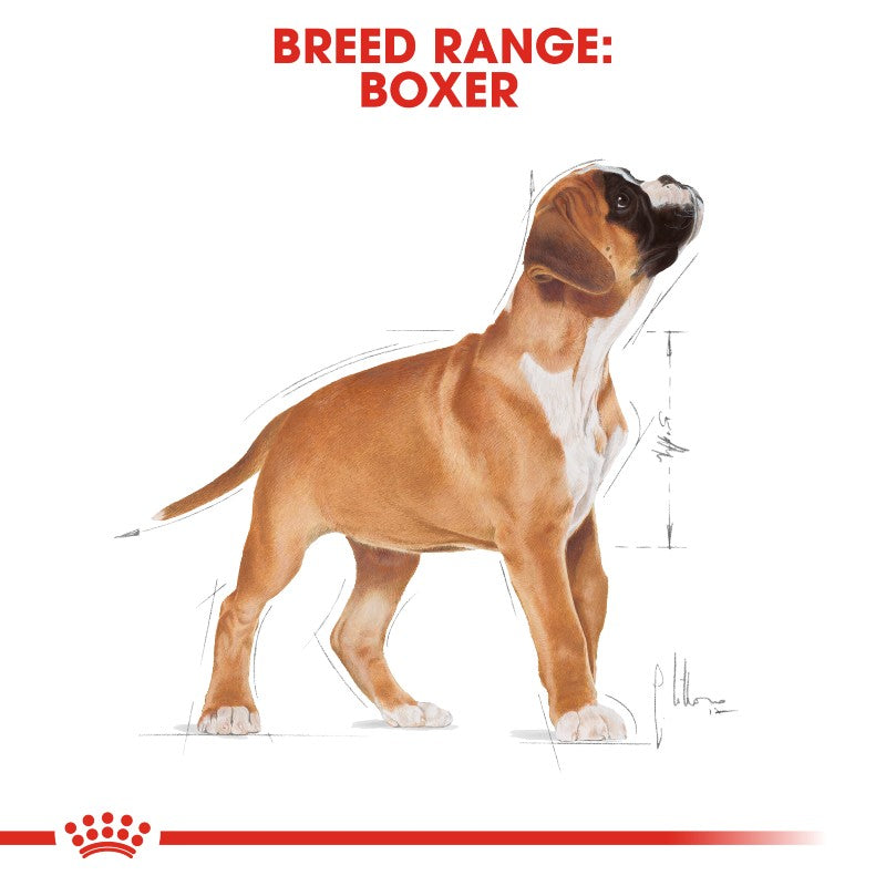 Royal Canin Boxer Puppy Infographic 4