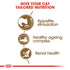 Royal Canin Ageing +12 Cat Infographic 2