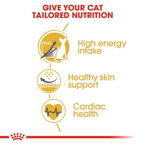 Royal Canin Sphynx Adult Cat Infographic 3