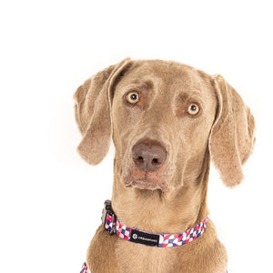 Urbanpaws Patterned Dog Collars