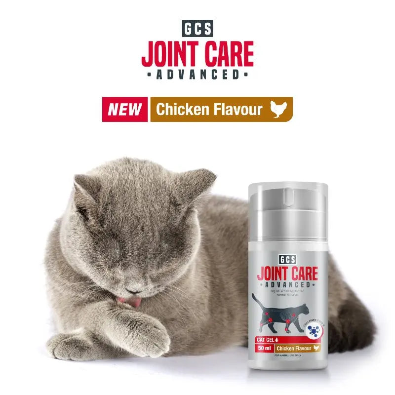 GCS Cat Joint Care Gel - lifestyle image with pet South Africa purchase
