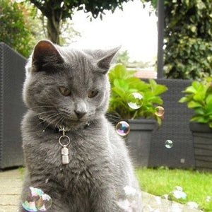 Pet Qwerks Kitty Catnip IncrediBubbles