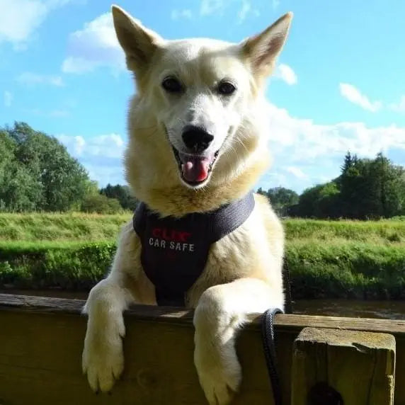 Company of Animals Clix CarSafe Dog Harness Buy Dog Harnesses