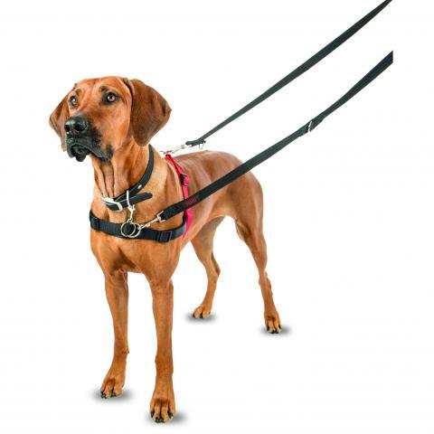 Company of Animals Halti Front Control Harness - product detail image South Africa store