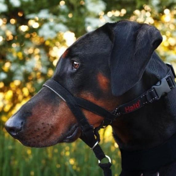 Company of Animals Halti Headcollar - product detail image South Africa nationwide