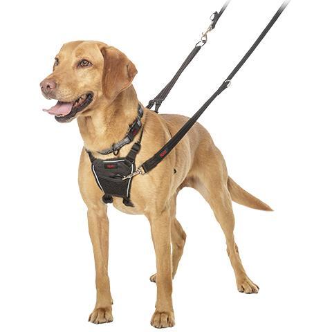 Company of Animals Halti No Pull Harness - product detail image order online South Africa