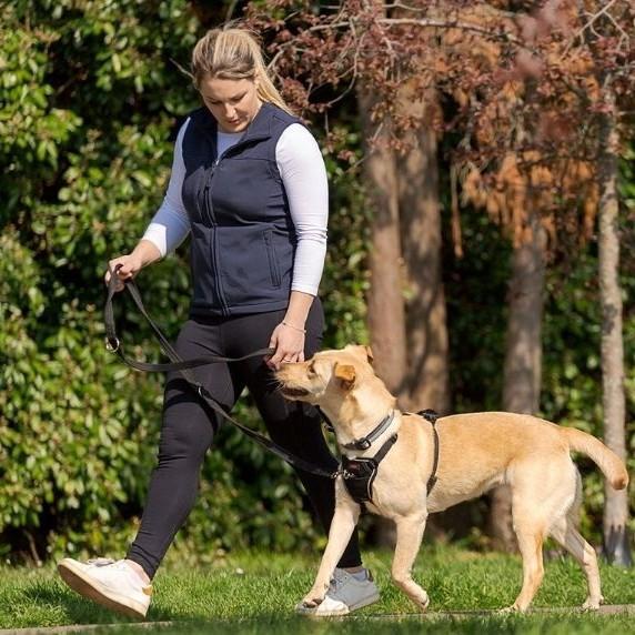 Company of Animals Halti No Pull Harness - product detail image SA online
