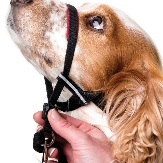 Company of Animals Halti OptiFit Head Collar - product detail image South Africa store