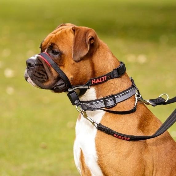 Company of Animals Halti OptiFit Head Collar - product detail image South African pet owners