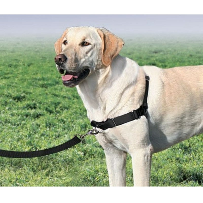 Premier Easy Walk Harness Buy Dog Training Harness Online Canine & Co