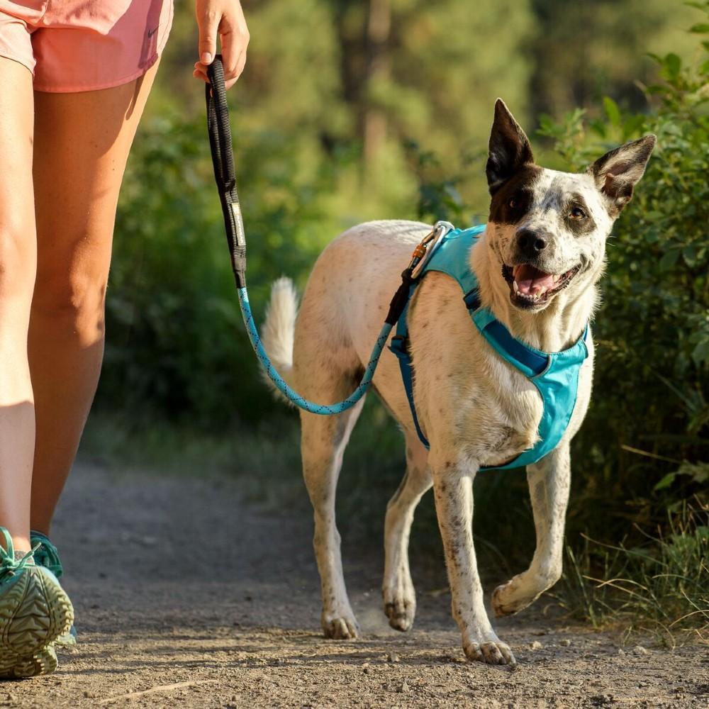 Lightweight dog harness best sale