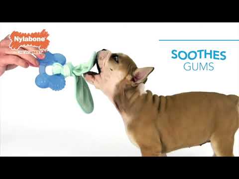 Nylabone Puppy Chew Toy