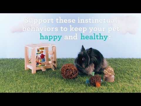 How to Support Your Pet's Instinctual Behaviours: Enriched Life