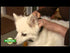 PetSafe Vibration Bark Control Collar Video