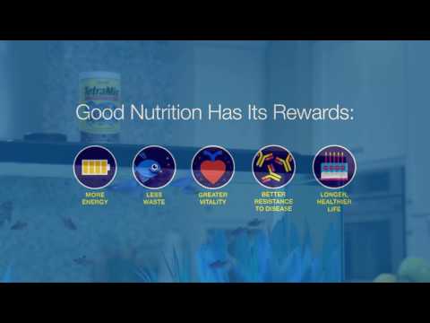 Tetra Good Feeding Habits For Your Aquarium Habits Video