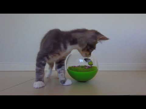 Jackson Galaxy Butterfly Ball Video