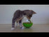 Jackson Galaxy Butterfly Ball Video