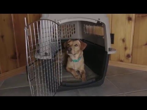 Petmate Precision 1-Door ProValu Wire Crate Video