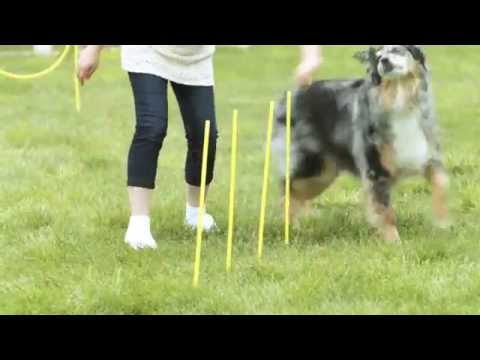 Outward Hound  Zip & Zoom Outdoor Agility Kit