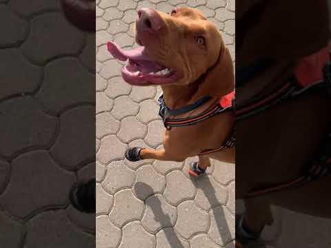 M-Pets Hiking Dog Shoes Video