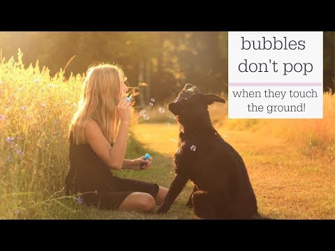 Pet Qwerks Kitty Catnip IncrediBubbles Video