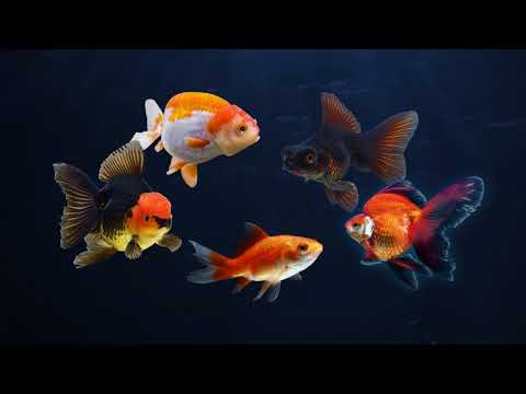 Introducing the Tetra Brand Goldfish Program Video