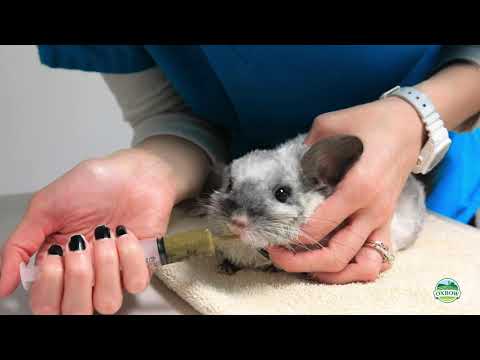 How to Syringe Feed Critical Care to Your Rabbit, Guinea Pig or Other Small Pet