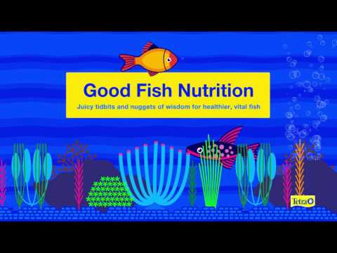 Good Fish Nutrition Video