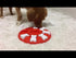 Nina Ottosson Dog Smart Puzzle Video