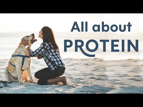 All About Protein