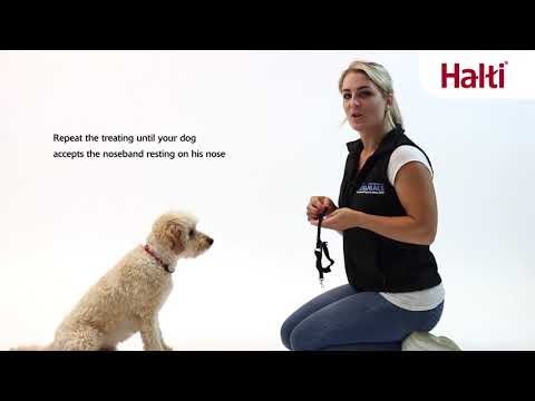 No Pull Training With the Company of Animals Halti OptiFit