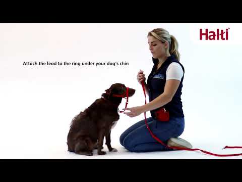 How to Fit the Halti Headcollar