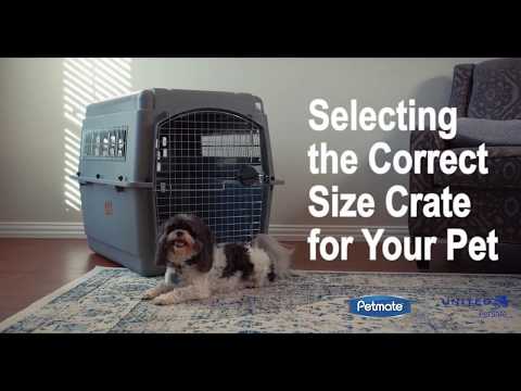 Petmate Selecting the Correct Size Travel Crate for Your Pet