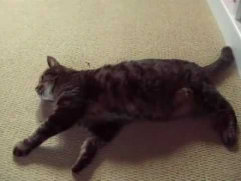 Happy Cat Video