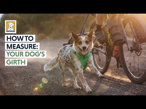 Ruffwear Jet Stream Cooling Vest Video Girth