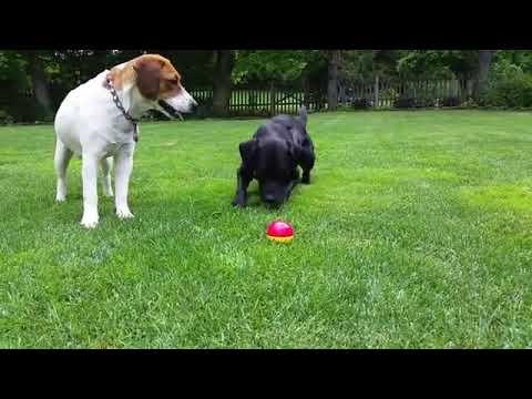 Pet Qwerks Animal Sounds Babble Ball Video