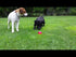 Pet Qwerks Animal Sounds Babble Ball Video