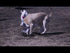 Tuffy Zoo - Penguin