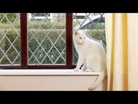 PetSafe Ssscat Spray Animal Repellent Video